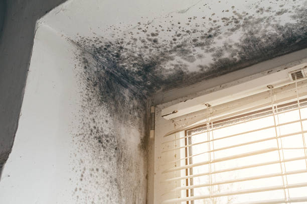 Affordable Mold Remediation solutions in Tieton, WA